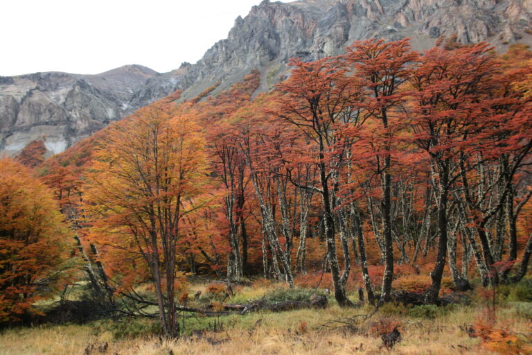 Bosque P&G