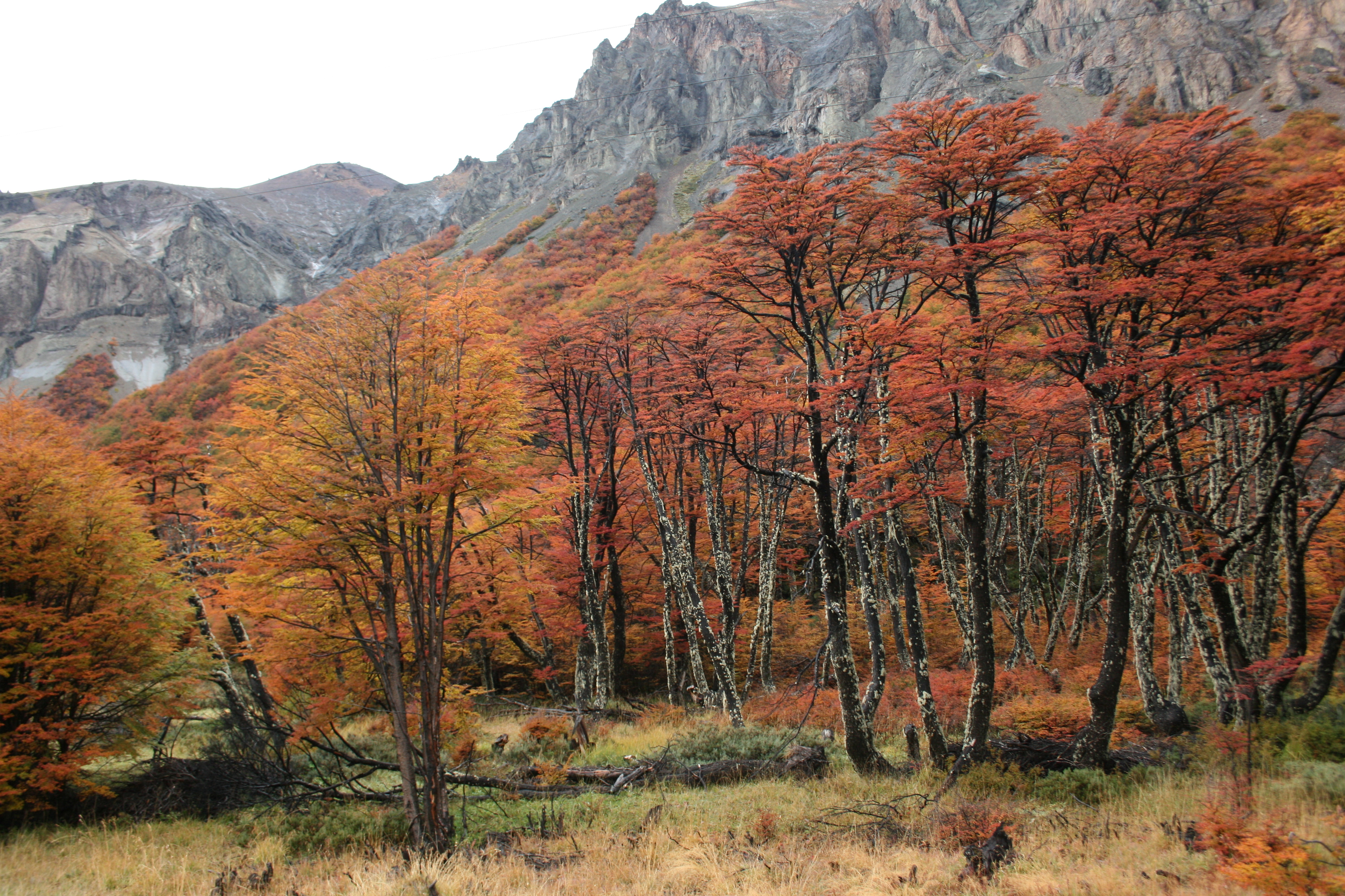 Bosque P&G
