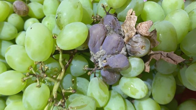 Uvas